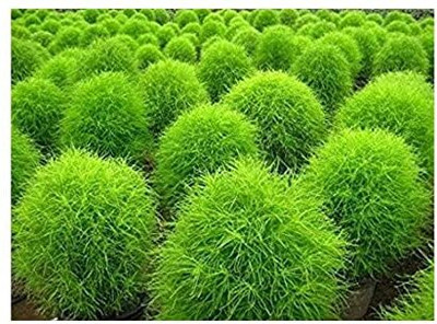 Lorvox Kochia Seed(50 per packet)