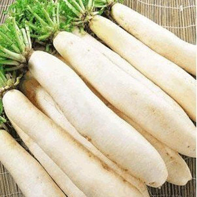 KNESSiN XI-43 Georgic White Radish Seed(200 per packet)