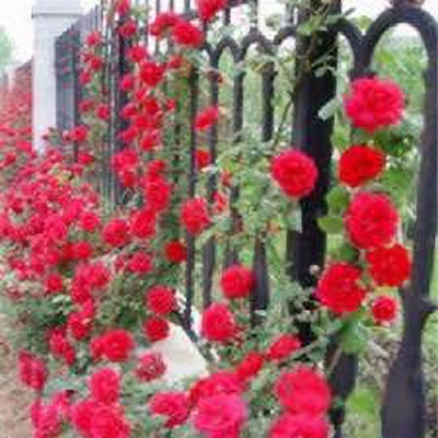 greenfarm Rose Flower Seed ,Rosa Gulab seeds pure organic (115 pcs) r95 Seed(115 per packet)