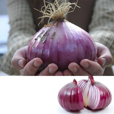Qualtivate GBPT-5A Onion Red F1 Hybrid Seeds Seed(500 per packet)