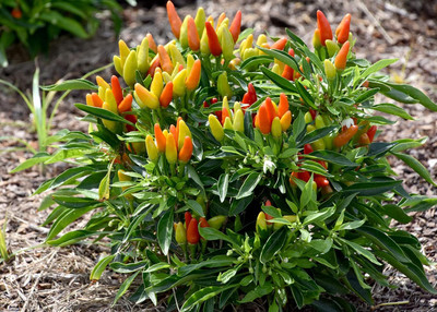 Lorvox Capsicum Choice Round Mix Flower Seed(30 per packet)