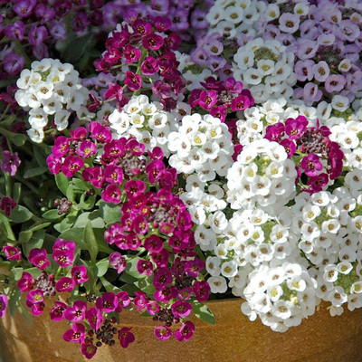 Aywal Alyssum Mixed Hybrid Flower Seed(80 per packet)