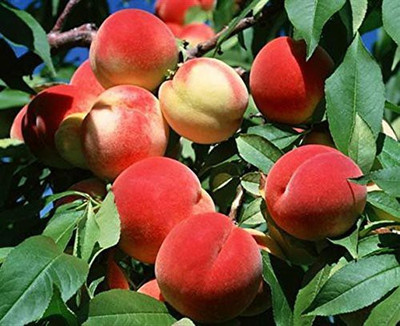 ACCELCROP Peach Dry Seed(10 per packet)