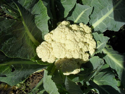 YUGANTAR white cauliflower,gobhee seeds Seed(45 per packet)