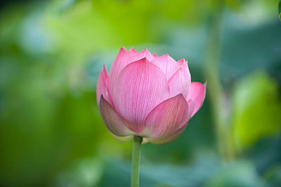Tastism lotus,kamal gatta Seed(10 per packet)