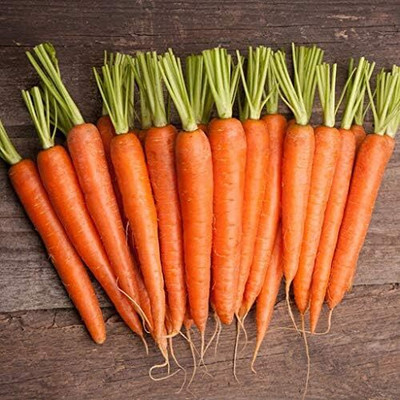 KNESSiN Carrot Seed(2500 per packet)