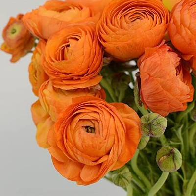 Aywal Ranunculus Flower Bulb Seed(4 per packet)