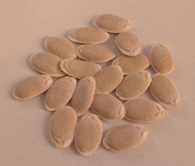Qualtivate ICRA6-A Open Pollinated Sponge Gourd Seeds Seed(50 per packet)