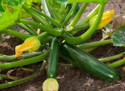 Qualtivate PUA-1A Zucchini Summer Squash Black Beauty Seed(30 per packet)