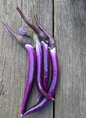 UGRA Chinese String Eggplant Seed(500 per packet)