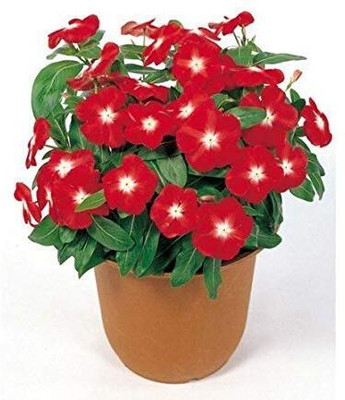 Lorvox Vinca Red F1 Hybrid Seed(70 per packet)