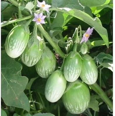 BDSresolve brinjal seeds pack of 39 Seed(39 per packet)