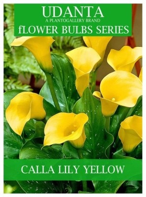 Udanta Calla Lily Bulbs For Home Gardening - Pack of 20 Bulbs (Yellow) Seed(20 per packet)