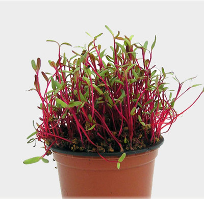LPR CHUKANDAR,,BEETROOT Seed(300 per packet)