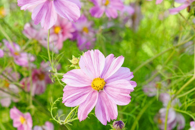 ZIXA Cosmos bipinnatus ‘Rosetta’ Seed(40 per packet)