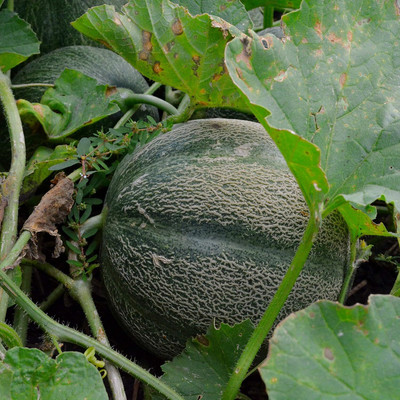 Qualtivate HUA-9A Minnesota Midget Musk Melon Seed(200 per packet)