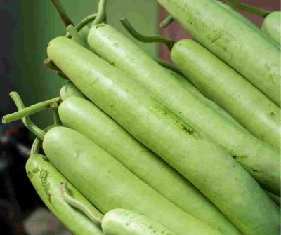 GREENSEA Bottle Gourd, Lauki, Calabash Seed(10 per packet)