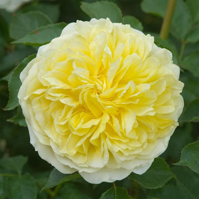 ACMS Yellow CLIMBING ROSE Rosa Bush Vine Fragrant Butterfly Flower Seed(30 per packet)