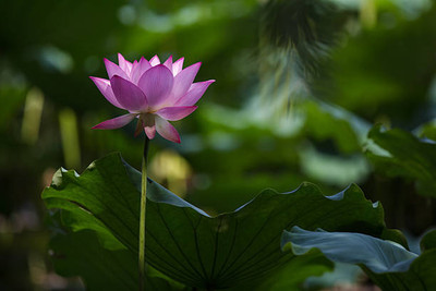 JDM Store lotus,kamal gatta Seed(10 per packet)
