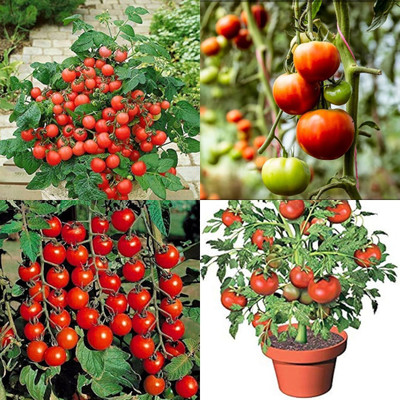 ibains Hybrid tomato seeds pack of 380 Seed(380 per packet)