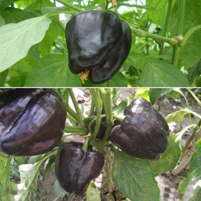 CYBEXIS Black Capsicum Sweet Pepper Seeds Chili 1200 Seeds Seed(1200 per packet)