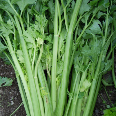 ENTENT Celery Organic Herb/Vegetable Seed(50 per packet)