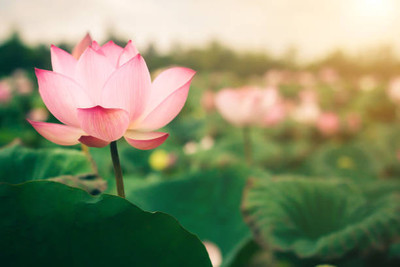 HOIVA lotus,kamal gatta Seed(14 per packet)