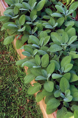 Qualtivate PUA-6A Sage Seeds Seed(100 per packet)