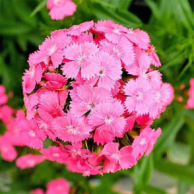 CYBEXIS SWEET WILLIAM BLOSSOMS400 Seeds Seed(400 per packet)