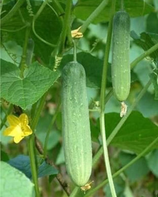 LBS FARMING Cucumber seeds. Kheera seeds vagitable pack of 101 Seed(101 per packet)