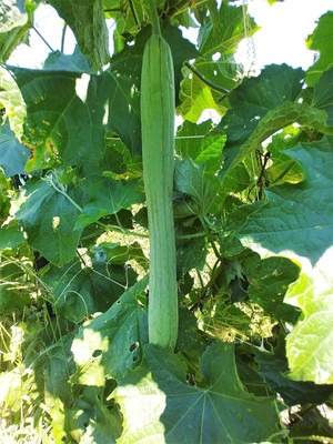 KNESSiN Organic Extra Long Sponge Gourd for Home & Terrace Gardening (50 Seeds) Seed(50 per packet)