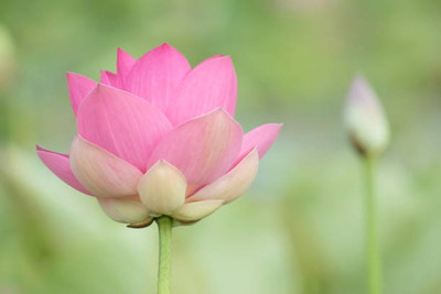 FRESHO lotus,kamal gatta Seed(11 per packet)