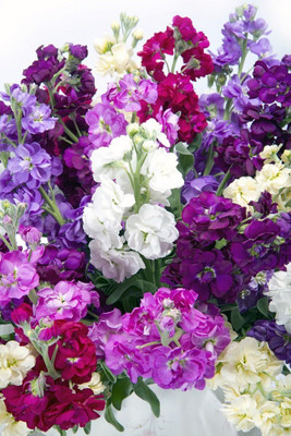 LPR STOCK Seed(100 per packet)