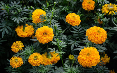 Walled City Shop marigold/gende ka phool flower seeds Seed(75 per packet)
