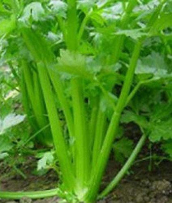 VibeX ATS-33 - Tall Utah 52/70 Celery - (750 Seeds) Seed(750 per packet)