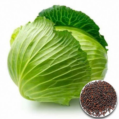 Greenfall Deshi Organic Cabbage Seed(50 per packet)