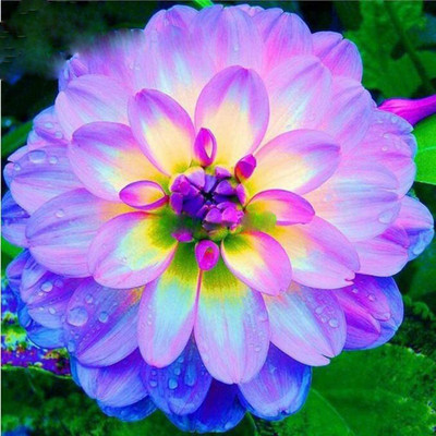 CYBEXIS VXI-87 - Rare Blue and White Point Dahlia - (180 Seeds) Seed(180 per packet)