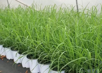 MAA Lemon Grass Seed(100 per packet)