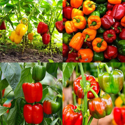ibains Capsicum seed shimla mirchi pack of 110 Seed(110 per packet)