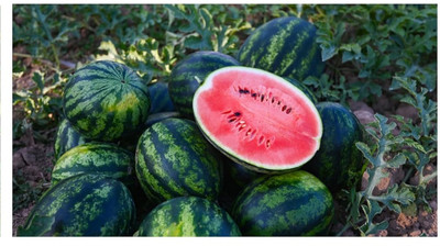 Biosnyg Organic Mini Sugar Baby Watermelon Seeds For Kitchen Gardening-(100 Seeds) Seed(100 per packet)