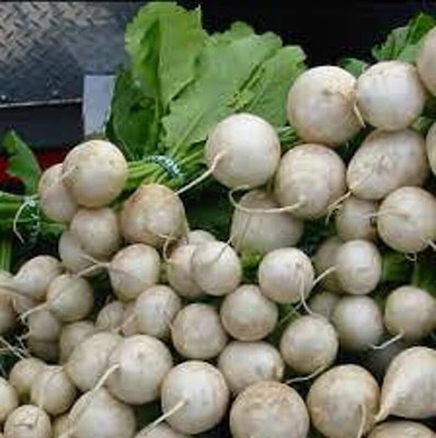 Avysa Turnip Egg white Seed(500 per packet)