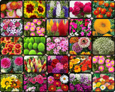 FLARE SEEDS 25 Varieties of Flower Combo Seeds for Your Garden Beautiful Bloom Germination. Seed(25 per packet)