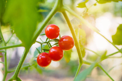 FARMBLESSING tomato Seed(155 per packet)