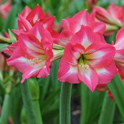 Udanta amaryllis lily bulbs set of 5 bulns Seed(5 per packet)