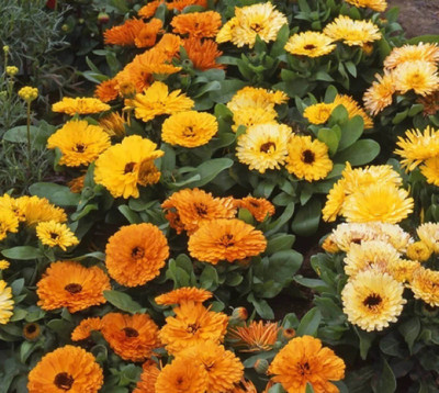 Quentova Calendula garden mix-PUAS Seed(25 per packet)