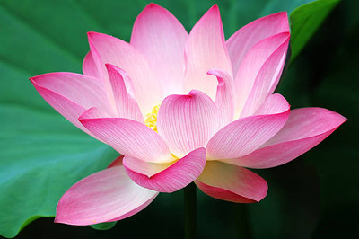 OUR BAZAAR lotus,kamal gatta Seed(14 per packet)