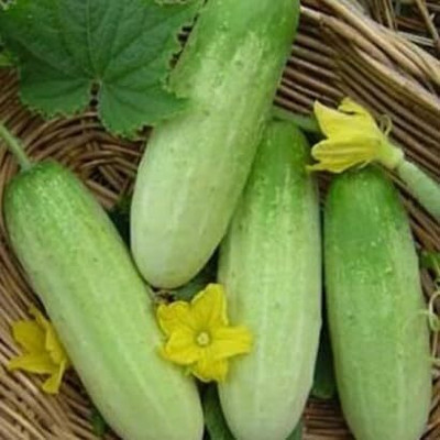 LPR CUCUMBER ,KHIRA Seed(275 per packet)
