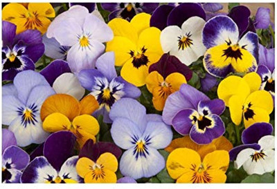 wequality Pansy flower seeds hybrid double/Pansy seed 26 Seed(26 per packet)