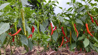 Kodali Hybrid F1 Chilli Seeds Pack Of 77 Seed(77 per packet)