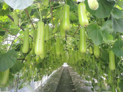 Qualtivate HYB-8A Bottle Gourd Dudhi Sorakaya Lauki Calabash Seed(50 per packet)